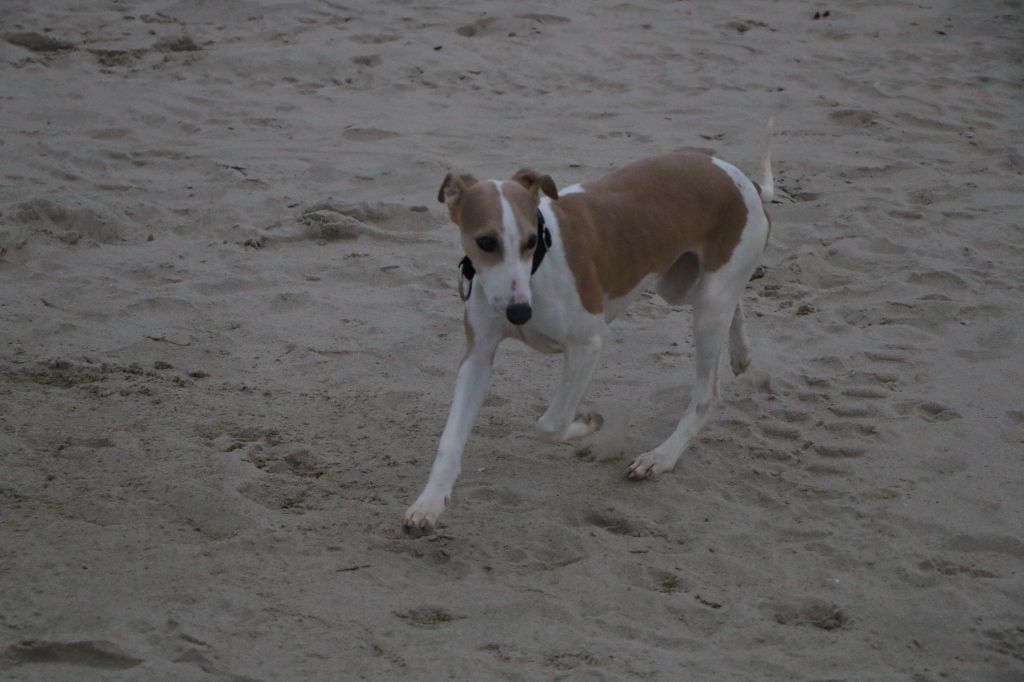 chiot Whippet of Continuity of Cyyl