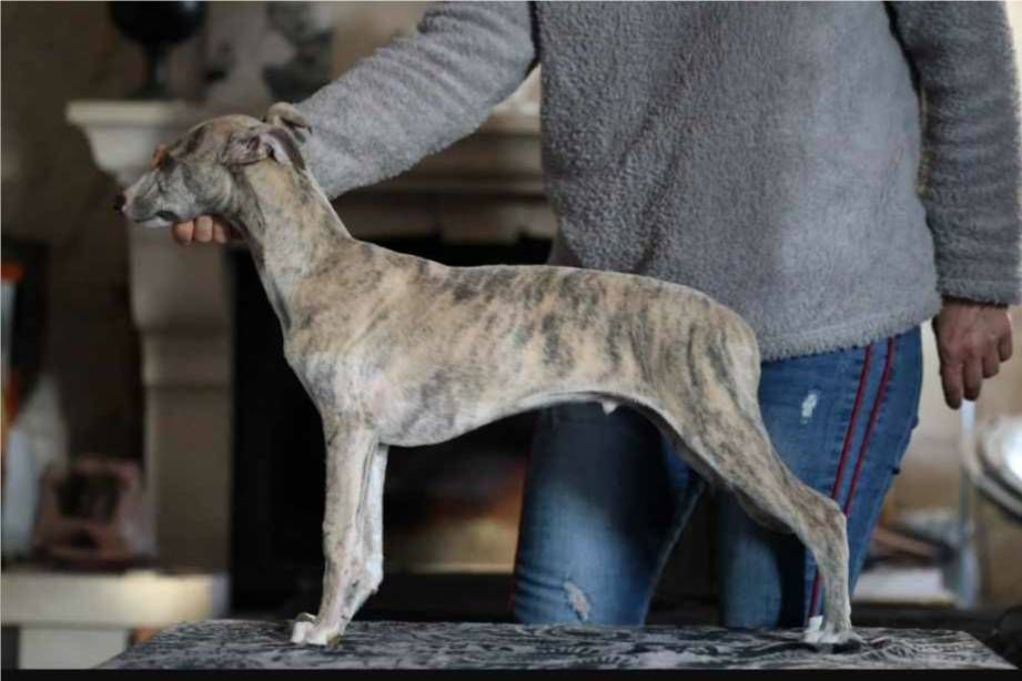 of Continuity of Cyyl - Chiot disponible  - Whippet