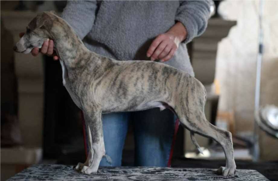 of Continuity of Cyyl - Chiot disponible  - Whippet