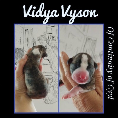 Vidhya Vyson Of Continuity of Cyyl 