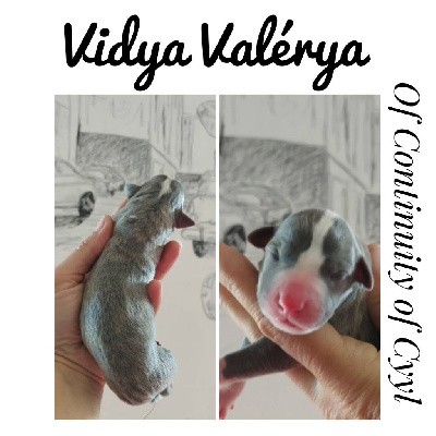 Vidhya Valeyria Of Continuity of Cyyl 