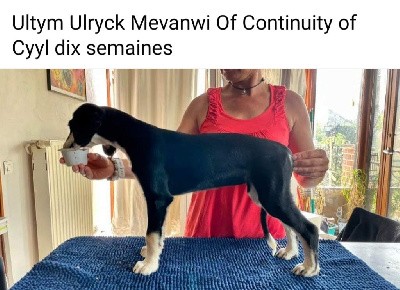 Ultym Ulryck Mevanwi 