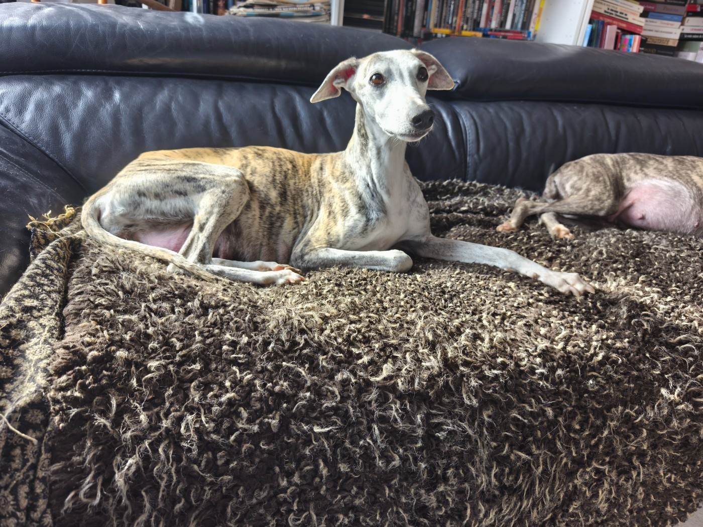 Oniryque Silly Symphonie Of Cyly of Course of Continuity of Cyyl