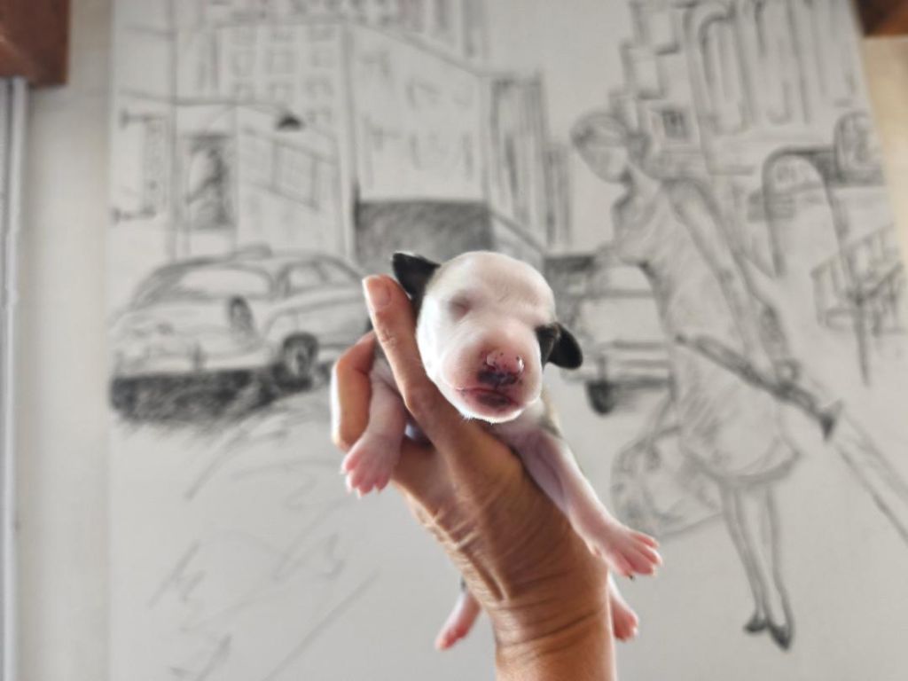 of Continuity of Cyyl - Chiots disponibles - Whippet