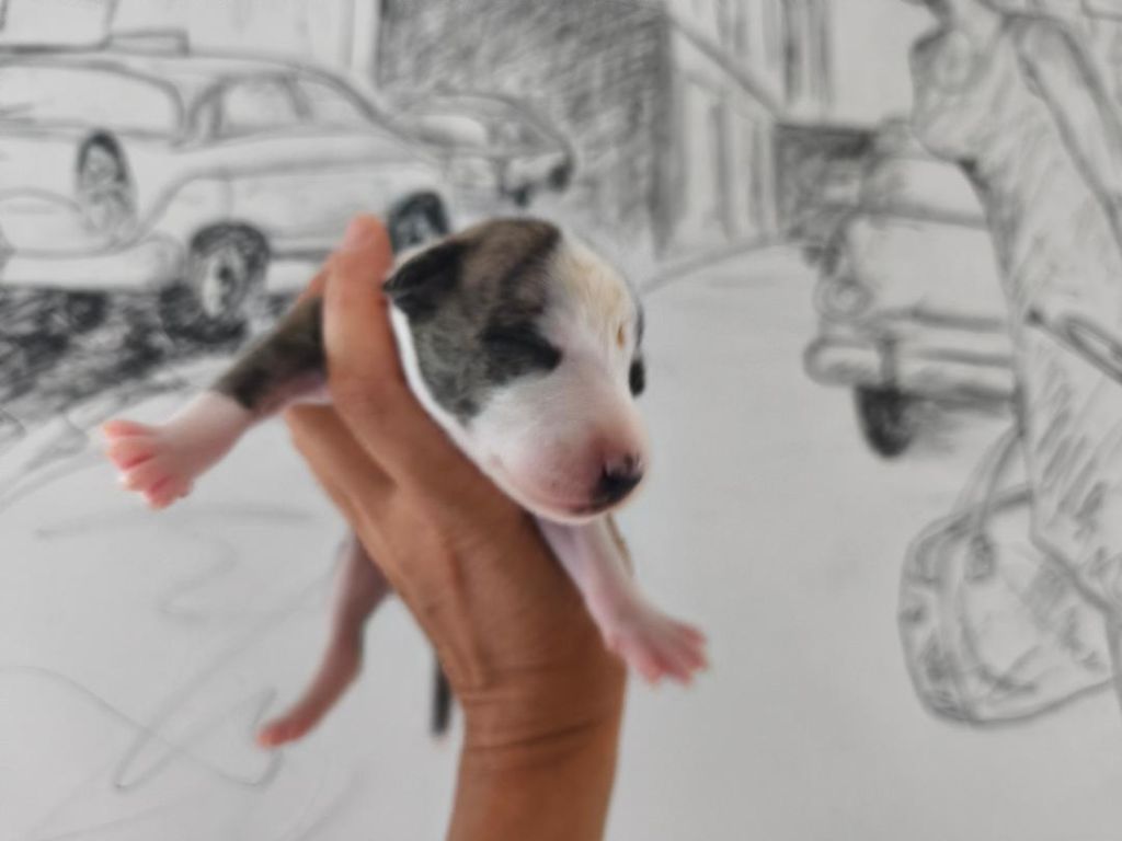 of Continuity of Cyyl - Chiots disponibles - Whippet