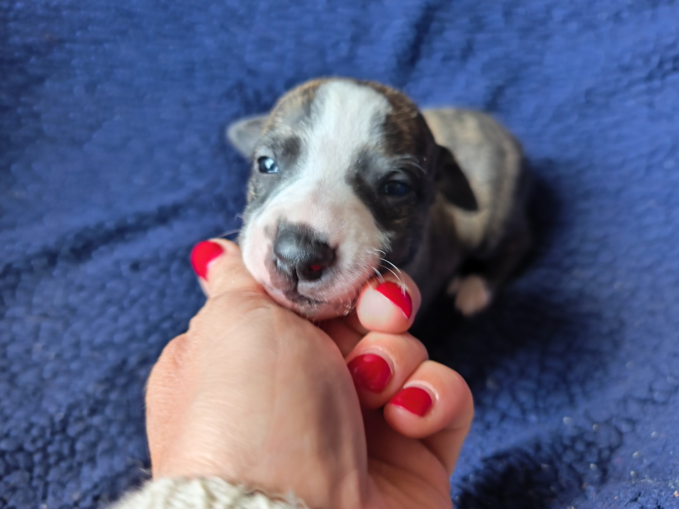 of Continuity of Cyyl - Chiots disponibles - Whippet