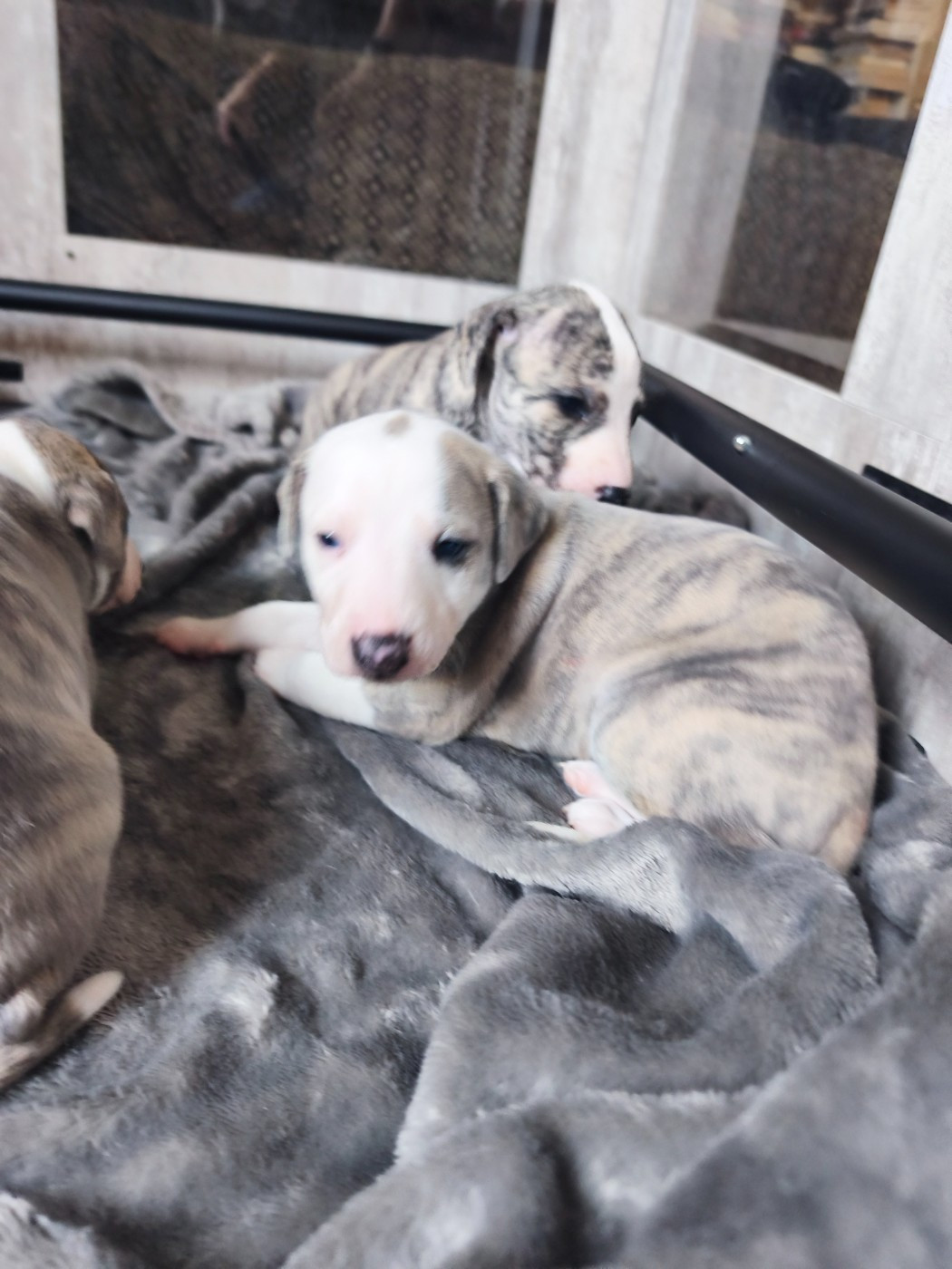 of Continuity of Cyyl - Chiots disponibles - Whippet