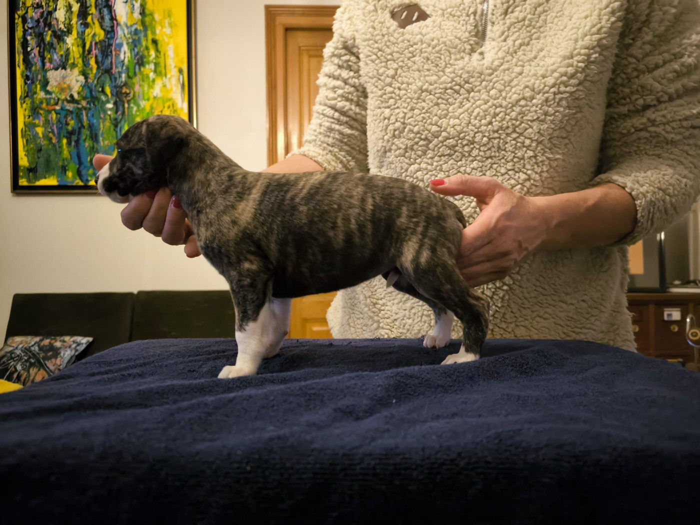 of Continuity of Cyyl - Chiots disponibles - Whippet