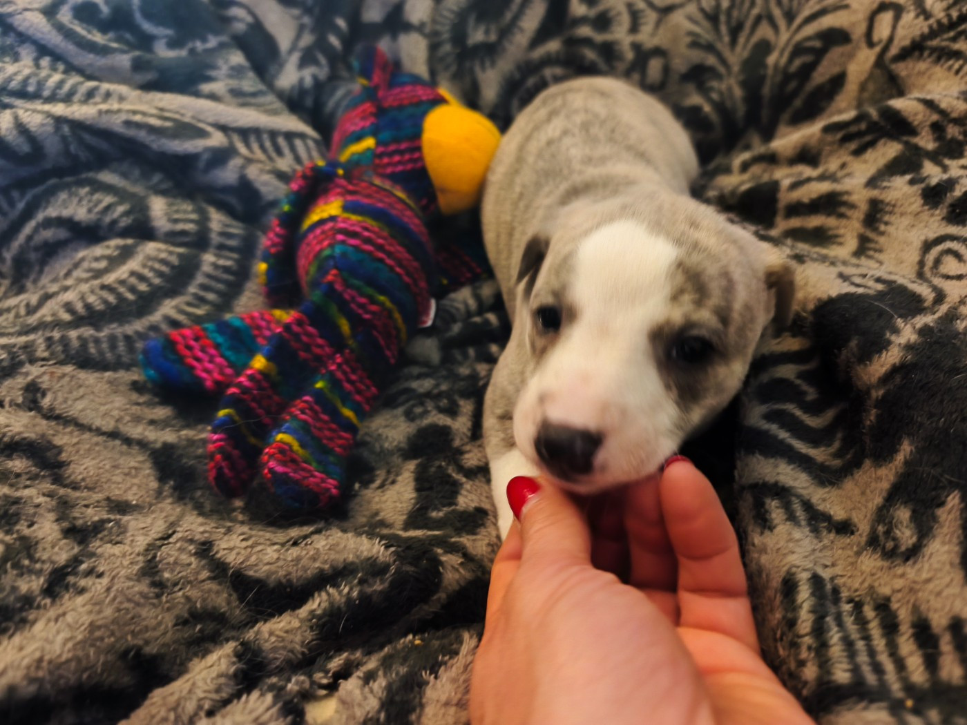 of Continuity of Cyyl - Chiots disponibles - Whippet