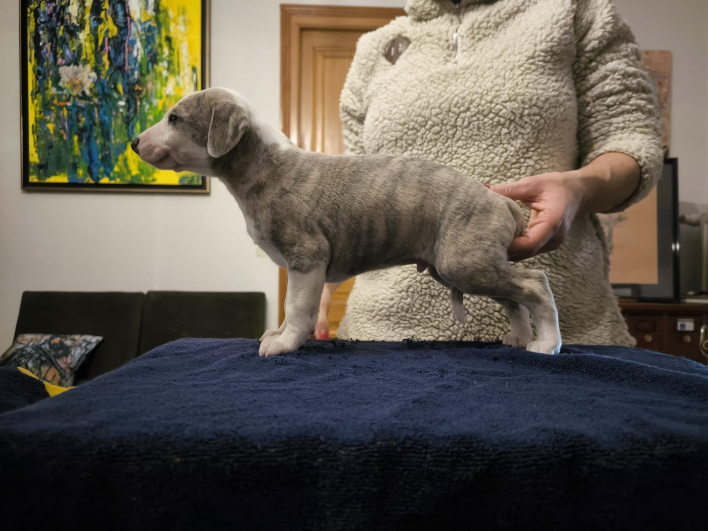 of Continuity of Cyyl - Chiots disponibles - Whippet