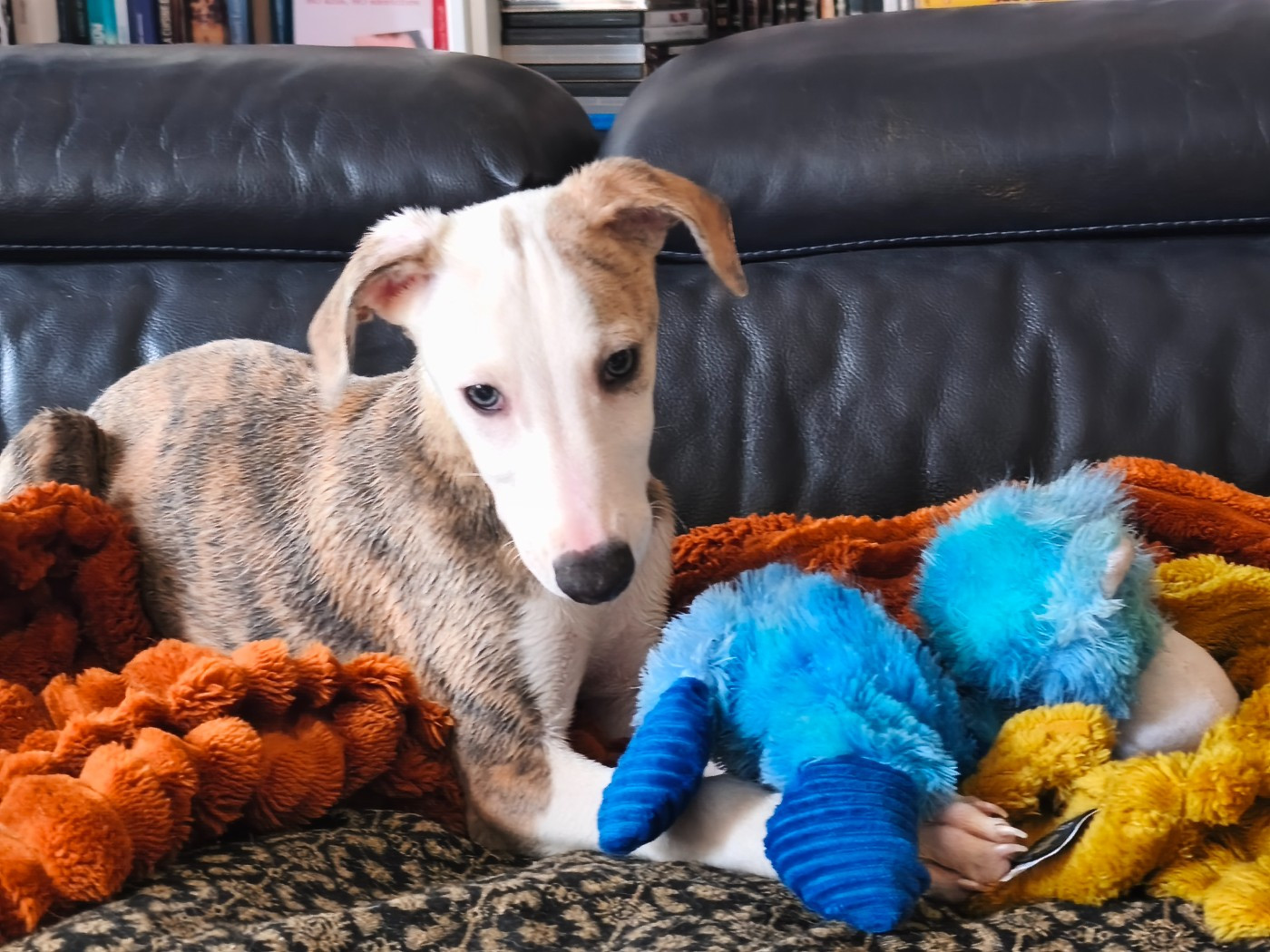 of Continuity of Cyyl - Chiots disponibles - Whippet