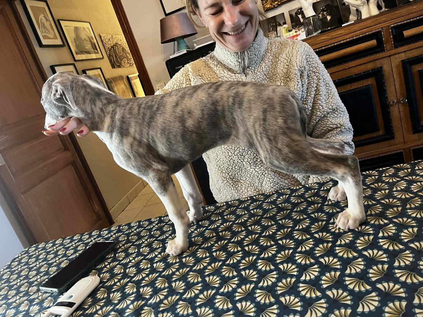 of Continuity of Cyyl - Chiots disponibles - Whippet