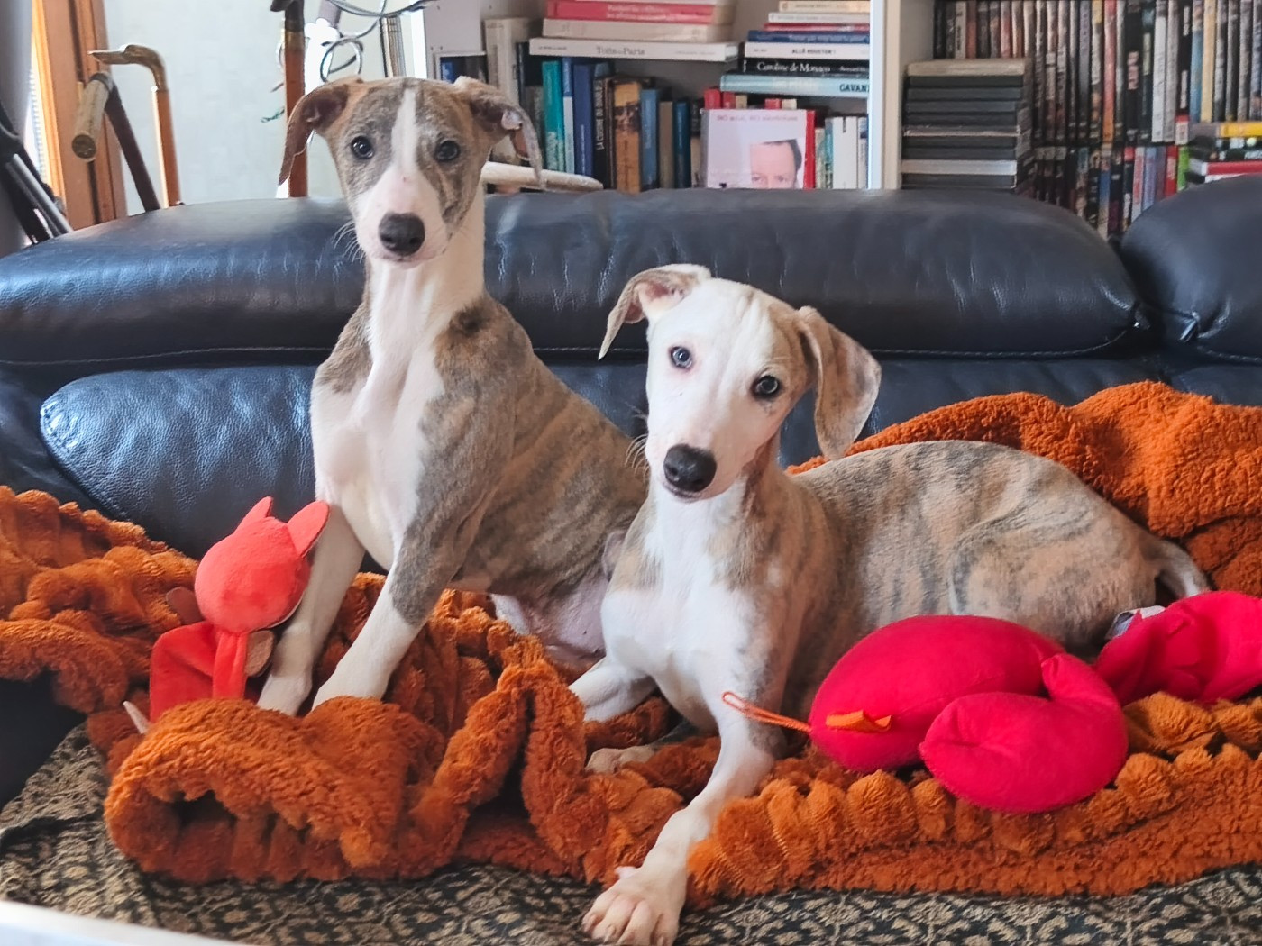 of Continuity of Cyyl - Whippet - Portée née le 21/10/2025