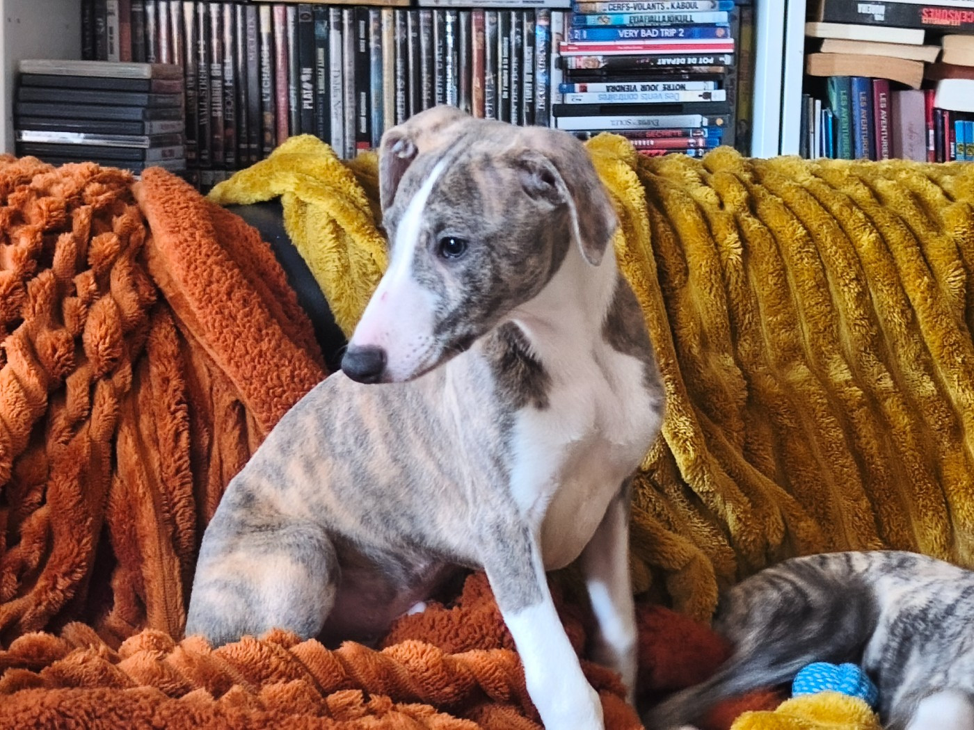 of Continuity of Cyyl - Chiots disponibles - Whippet