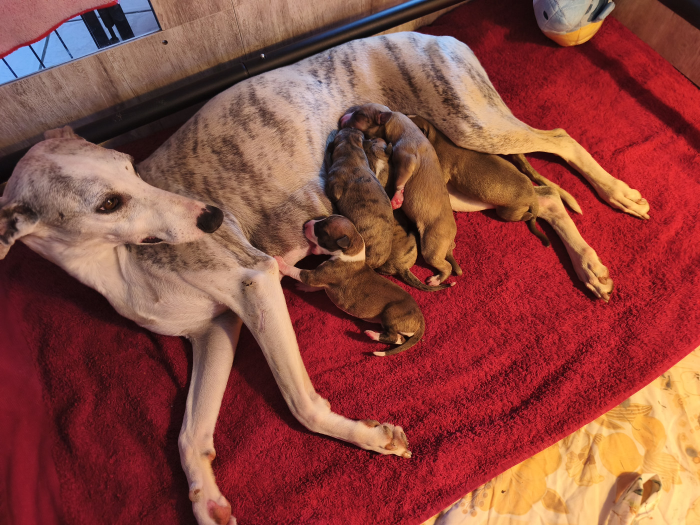 Chiot Whippet of Continuity of Cyyl