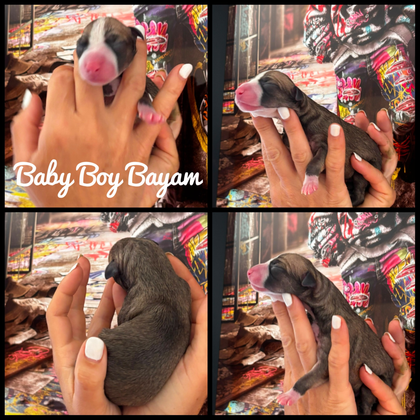 of Continuity of Cyyl - Chiots disponibles - Whippet