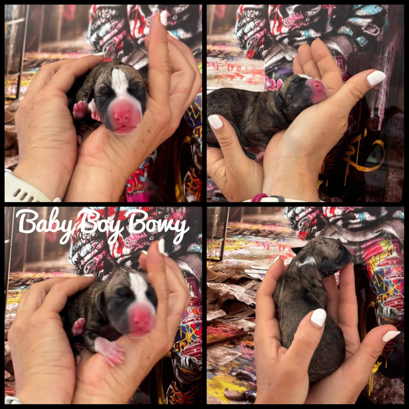 of Continuity of Cyyl - Chiots disponibles - Whippet