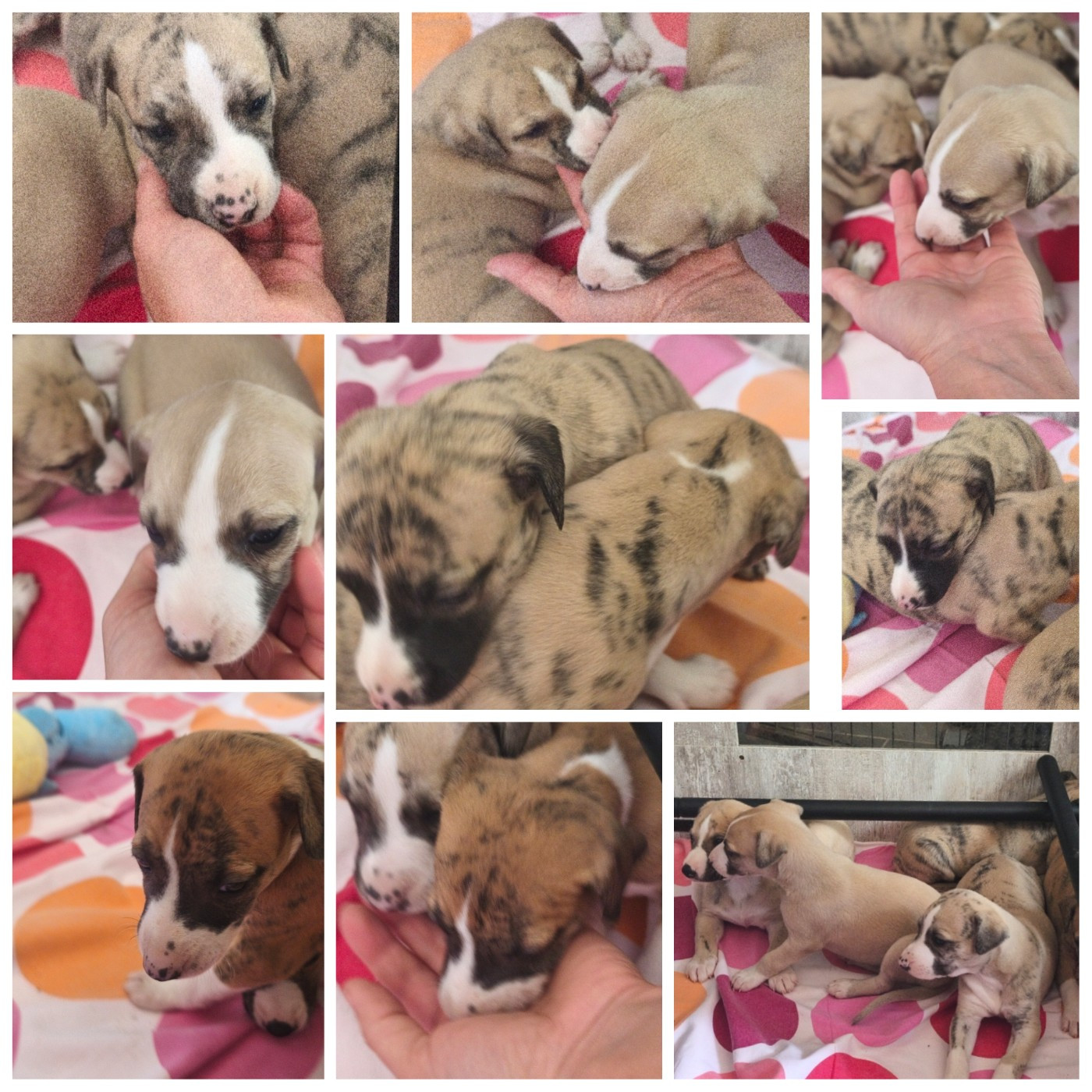 Chiot Whippet of Continuity of Cyyl