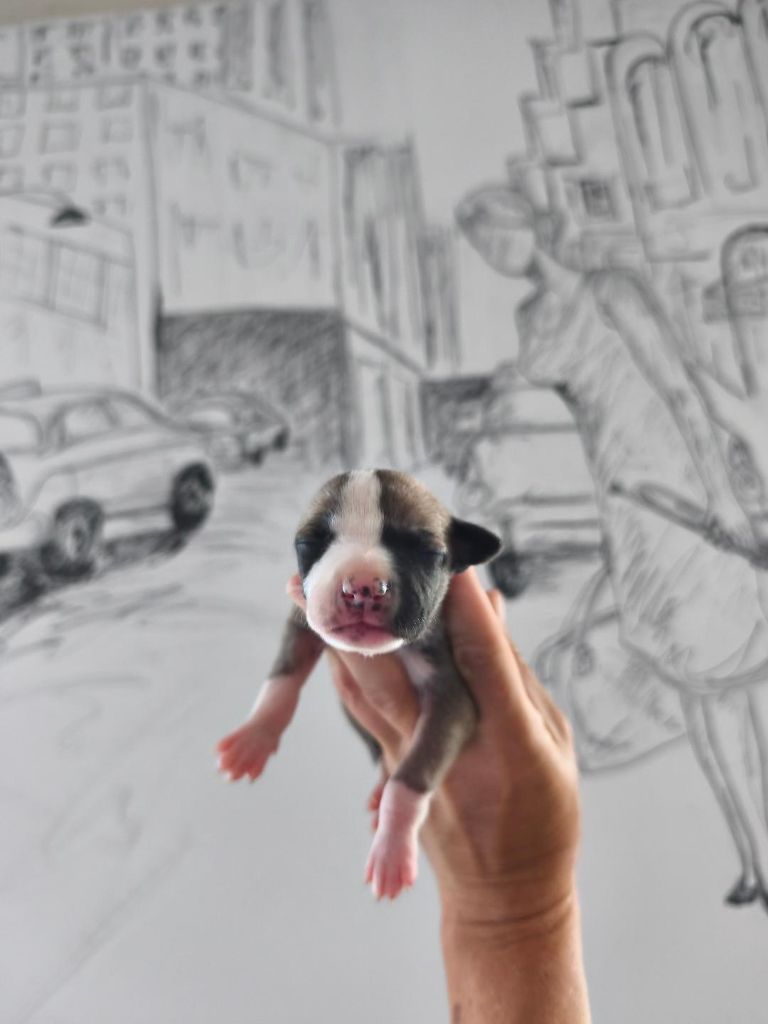 of Continuity of Cyyl - Chiots disponibles - Whippet