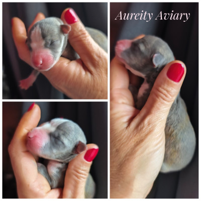 Aureity Aviary