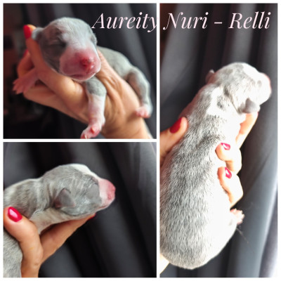 Aureity Nuri - Relli