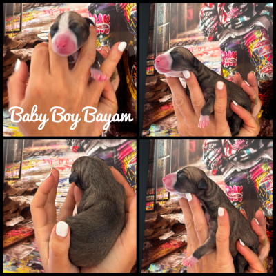 Baby Boy Bayam