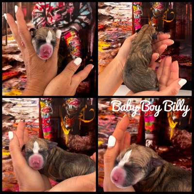 Baby Boy Billy