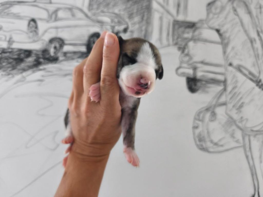of Continuity of Cyyl - Chiots disponibles - Whippet