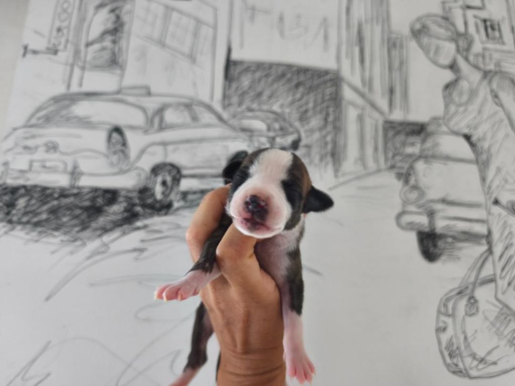 of Continuity of Cyyl - Chiots disponibles - Whippet