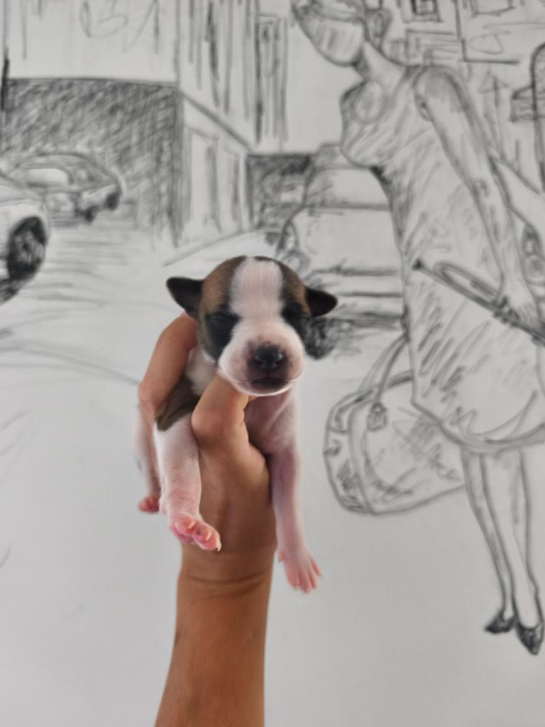 of Continuity of Cyyl - Chiots disponibles - Whippet